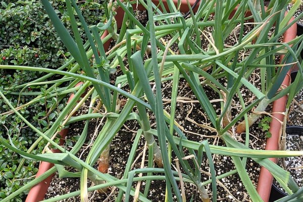 Kraken onion link