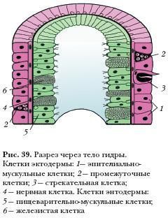 Кракен правильная